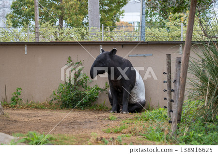 動物園裡的馬來貘 138916625