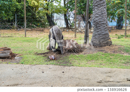 大食蟻獸正在尋找食物 138916626