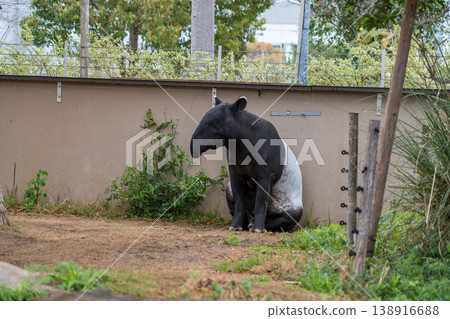 Malayan tapirs at the zoo 138916688