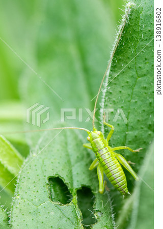 A bush cricket nymph perched on a leaf A bush cricket nymph perched on a leaf 138916802