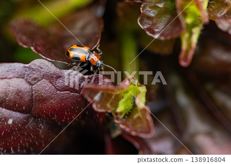 A false ladybug (Ladybug nymph) moving on a leaf. A false ladybug (Ladybug nymph) moving on a leaf. 138916804
