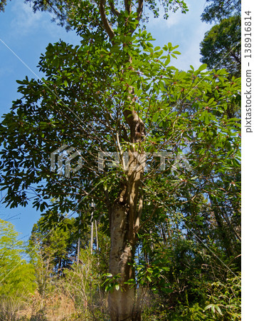 Giant tree of Yuzuriha family 138916814