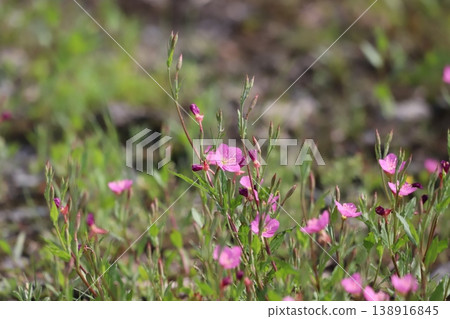 Red-breasted lily blooming in the field 138916845