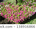 Azalea's Love Call Azalea's Love Call 138916866