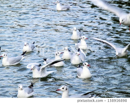 一群黑頭鷗在公園池塘裡游泳。 138916898