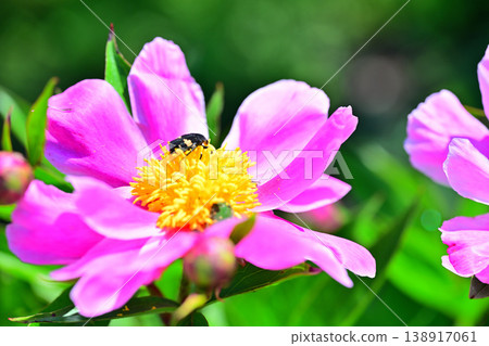 A season that colors spring: Red peonies in full bloom, attracting swarms of insects. A season that colors spring: Red peonies in full bloom, attracting swarms of insects. 138917061