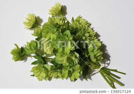 A bouquet of green Christmas roses that have just begun to produce seeds. 138917124