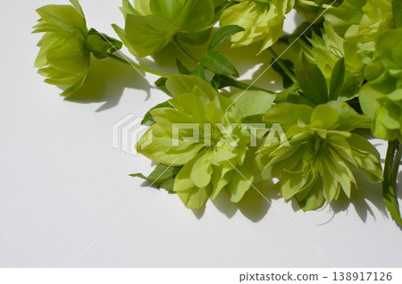 Green Christmas roses that have begun to produce seeds Green Christmas roses that have begun to produce seeds 138917126