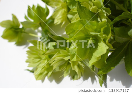 Green Christmas roses that have begun to produce seeds Green Christmas roses that have begun to produce seeds 138917127