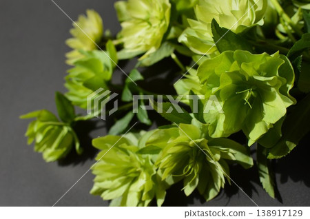 已經開始結籽的綠色聖誕玫瑰 已經開始結籽的綠色聖誕玫瑰 138917129
