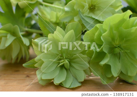 Green Christmas roses that have begun to produce seeds 138917131