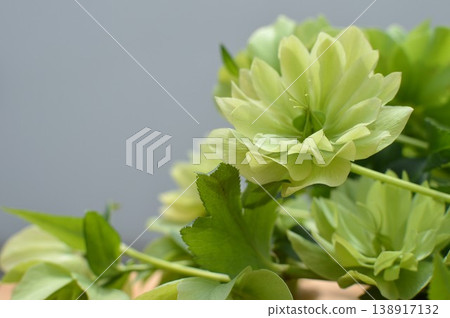 已經開始結籽的綠色聖誕玫瑰 已經開始結籽的綠色聖誕玫瑰 138917132