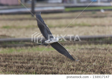 Fly Aoshagi 138917147