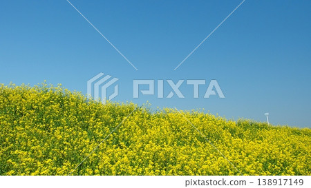 Spring scenery of the Edogawa River bank with rape blossoms in full bloom 138917149