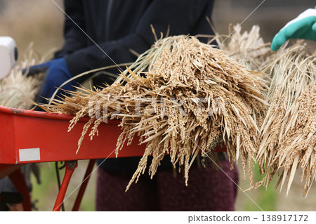 Threshing Threshing 138917172