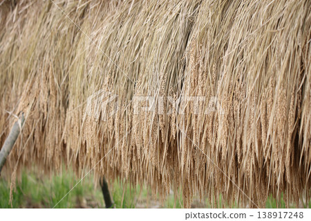 How to dry rice How to dry rice 138917248