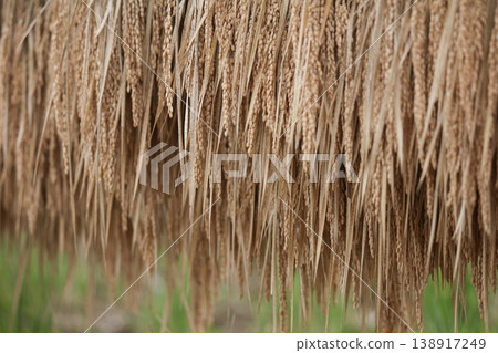 How to dry rice How to dry rice 138917249