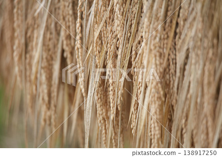 How to dry rice How to dry rice 138917250