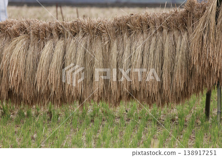 How to dry rice How to dry rice 138917251