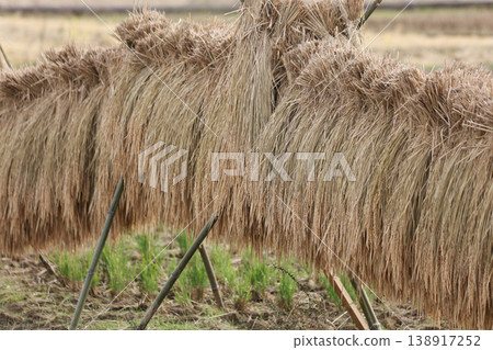 How to dry rice How to dry rice 138917252