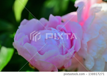 The season that colors spring: Pink peony buds 138917271