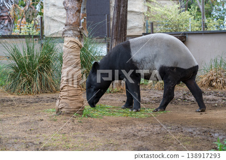Malayan tapirs at the zoo 138917293