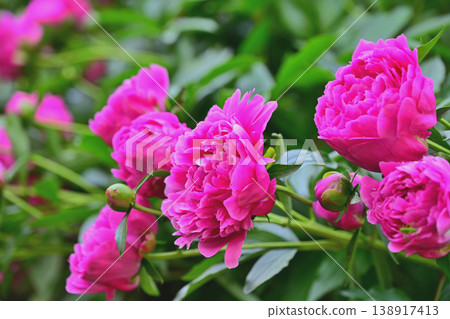 The season that colors spring: Red peonies in full bloom The season that colors spring: Red peonies in full bloom 138917413
