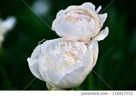 A season that colors spring: White peonies in full bloom A season that colors spring: White peonies in full bloom 138917552