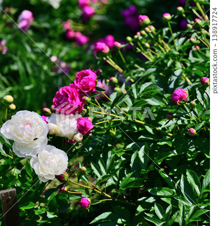 A season that colors spring: clusters of peonies A season that colors spring: clusters of peonies 138917724