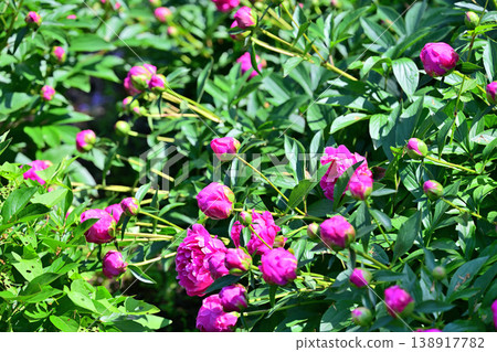 為春天增添色彩的季節：成群的牡丹花 138917782