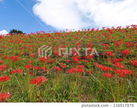 The spider lilies bloom like a red carpet. The contrast with the autumn blue sky is striking and beautiful. The spider lilies bloom like a red carpet. The contrast with the autumn blue sky is striking and beautiful. 138917878