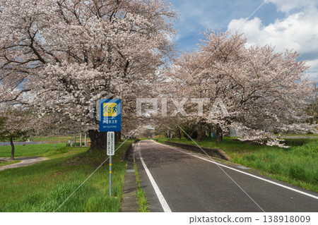 築波霞浦輪輪路,天引休息區,櫻花初落,日本之春 築波霞浦輪輪路,天引休息區,櫻花初落,日本之春 138918009