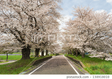 Tsukuba Kasumigaura Rinrin Road, Amabiki Rest Area, Cherry Blossoms Beginning to Fall, Spring in Japan Tsukuba Kasumigaura Rinrin Road, Amabiki Rest Area, Cherry Blossoms Beginning to Fall, Spring in Japan 138918010