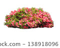 Azalea material 138918096