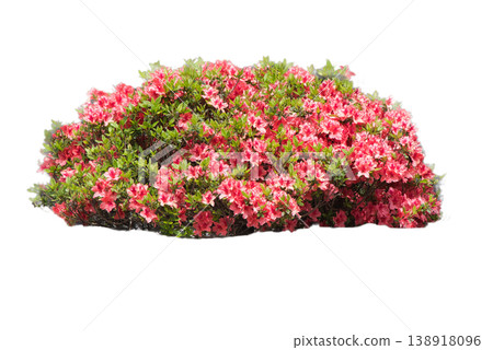 Azalea material 138918096