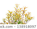Image of a growing plant (material) 138918097