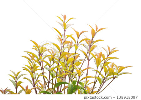 植物生長過程的圖片（素材） 138918097