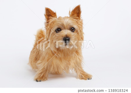 一隻諾里奇梗犬坐在白色背景前。 138918324