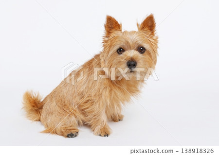 一隻可愛的諾里奇梗犬坐在白色背景前，凝視著自己可愛的臉龐。 138918326