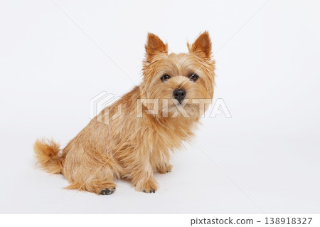 諾里奇梗犬正對著鏡頭,背景是純白色。 諾里奇梗犬正對著鏡頭,背景是純白色。 138918327