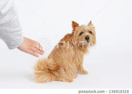 一隻可愛的諾里奇梗犬坐在白色背景前。 一隻可愛的諾里奇梗犬坐在白色背景前。 138918328
