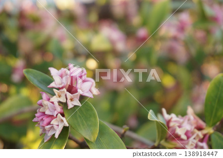 背景是帶有散景效果的瑞香花 138918447