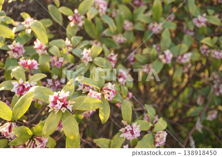 Daphne flowers bathed in the setting sun Daphne flowers bathed in the setting sun 138918450