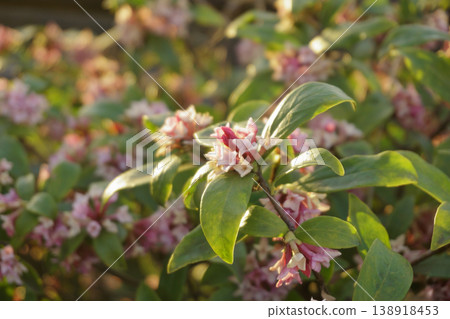 Daphne flowers illuminated by the setting sun Daphne flowers illuminated by the setting sun 138918453