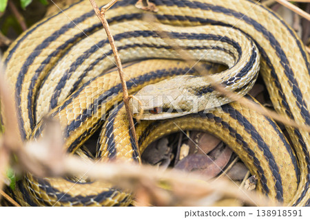 A coiled striped snake 138918591