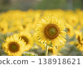 Close-up perspectives of blooming sunflowers in summer, highlighting texture, color contrast, and natural patterns 138918621