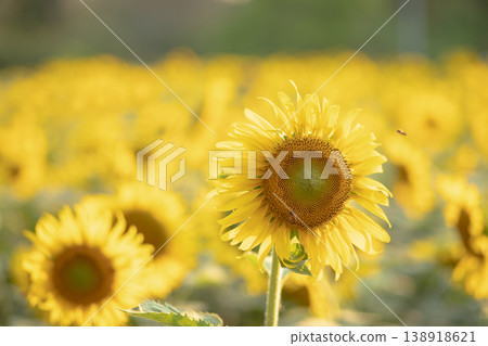 Close-up perspectives of blooming sunflowers in summer, highlighting texture, color contrast, and natural patterns Close-up perspectives of blooming sunflowers in summer, highlighting texture, color contrast, and natural patterns 138918621