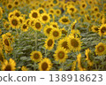 A vibrant field of sunflowers based on seasonal blooming in the summer 138918623