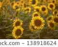 Sunflower field with bright yellow petals glowing under sunset skies in the summer season 138918624