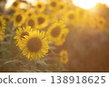 Sunflower field with bright yellow petals glowing under sunset skies in the summer season 138918625